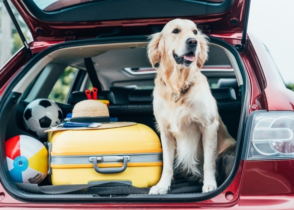 Golden retriever in autokoffer