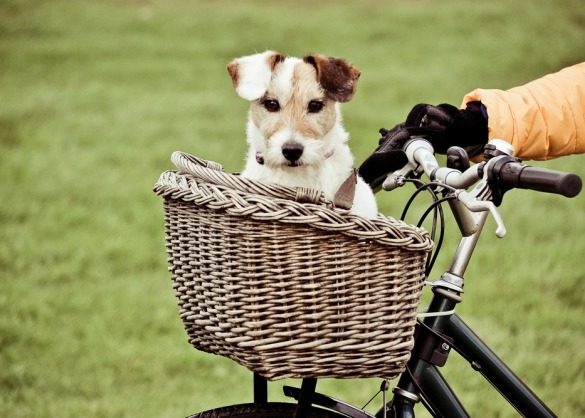 haak wraak Prime 5 manieren om te fietsen met je hond | Beestig.be