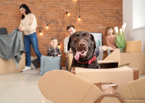 Hond zit in een kartonnen dozen-vliegtuig en op de achtergrond pakt een gezin verhuisdozen uit