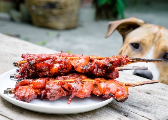 Hond kijkt naar bord vol brochettes op tafel