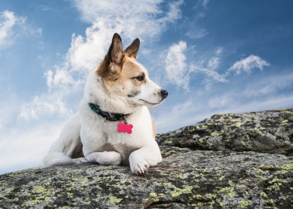 Hond met name tag