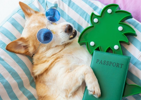 Hond met zonnebril en paspoort