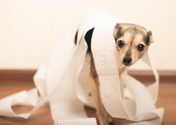 Hondje ingewikkeld met toiletpapier