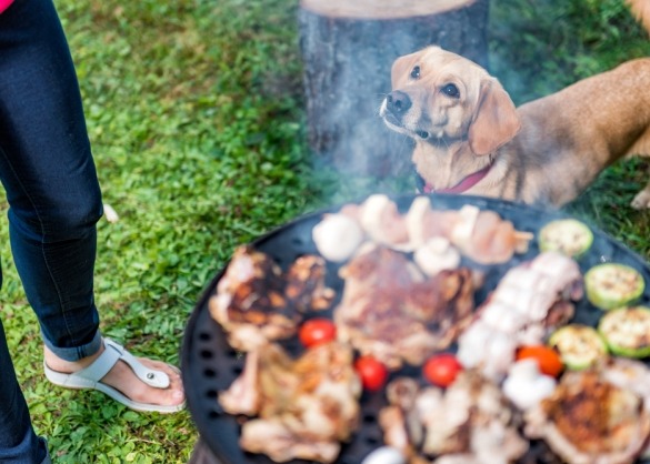 Hond zit naast een goed gevulde barbecue
