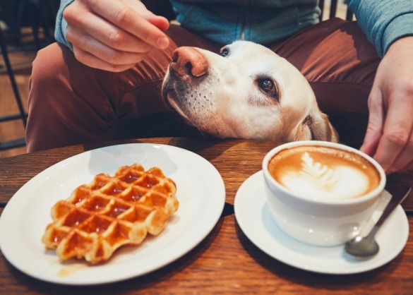 Hond op café met koffie en wafel