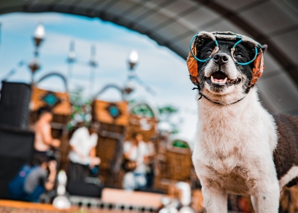 Hond met bril en oorbescherming op muziekfestival
