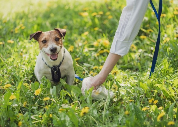 Hand raapt hondenpoep op met zakje naast hondje