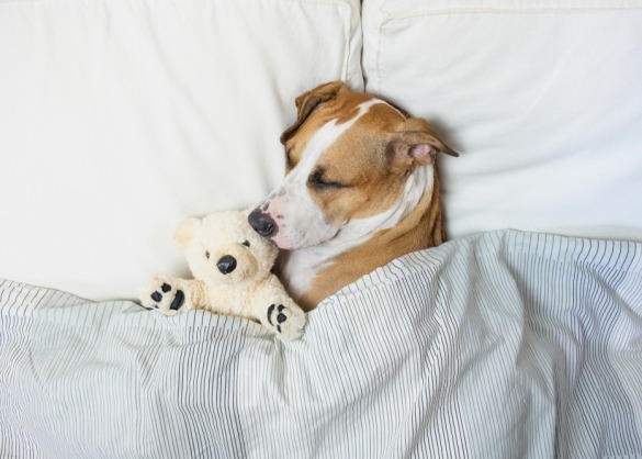 Hond slaapt in bed met teddybeer