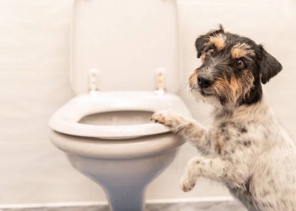 Ruwharige jack russel bij toilet 