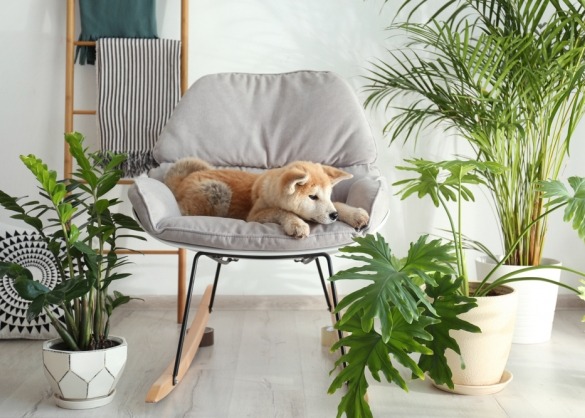 Hond zit tussen kamerplanten op een stoel