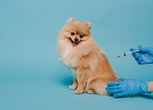 Hondje krijgt vaccin ingespoten door gehandschoende hand