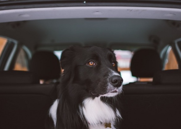 je_hond_veilig_vervoeren_in_de_auto_doe_je_zo