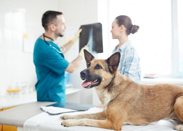 Hond bij de dierenarts die röntgenfoto bekijkt
