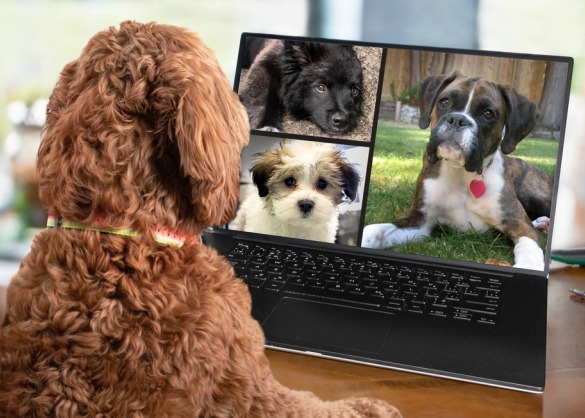 Hond doet videocall met andere honden 