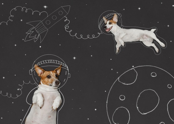 Jack Russells op een krijtbord met tekeningen van astronauten 