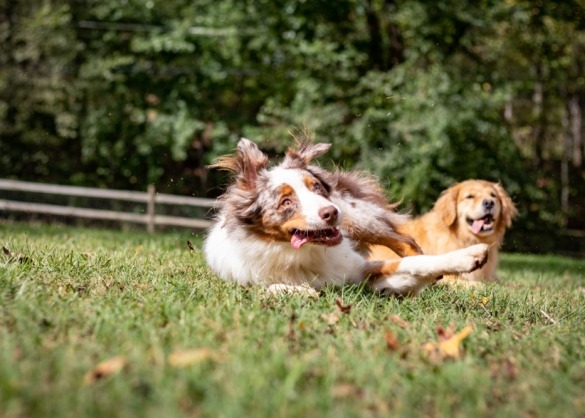 Twee honden rollebollen in speelweide 