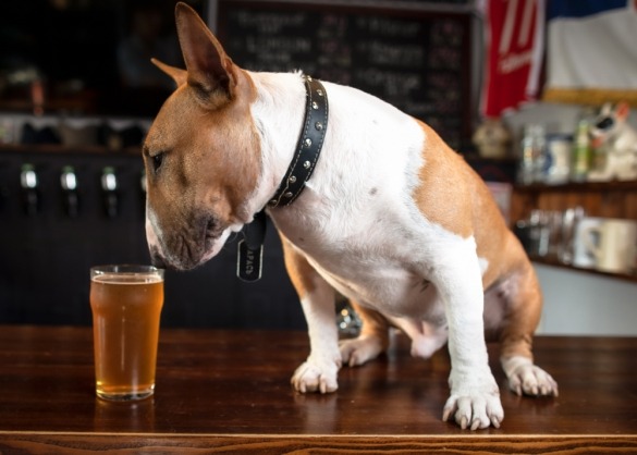 Pitbull zit op toog en ruikt aan glas bier