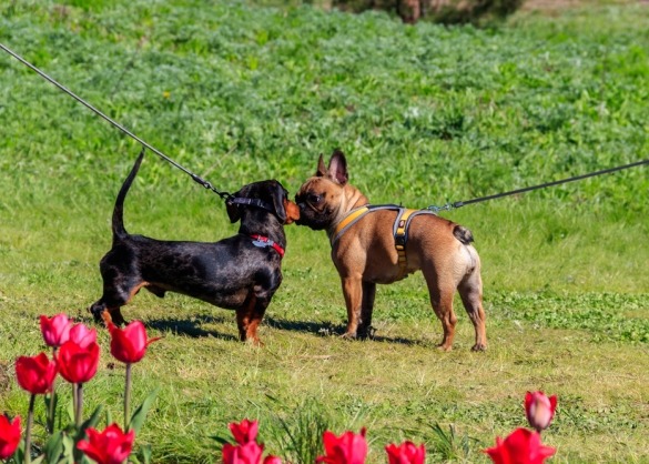 Twee aangelijnde honden ontmoeten elkaar