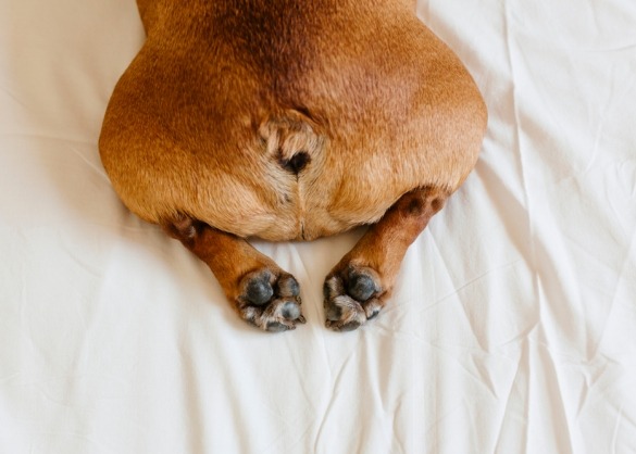 Kont van een bruine Franse bulldog op een bed