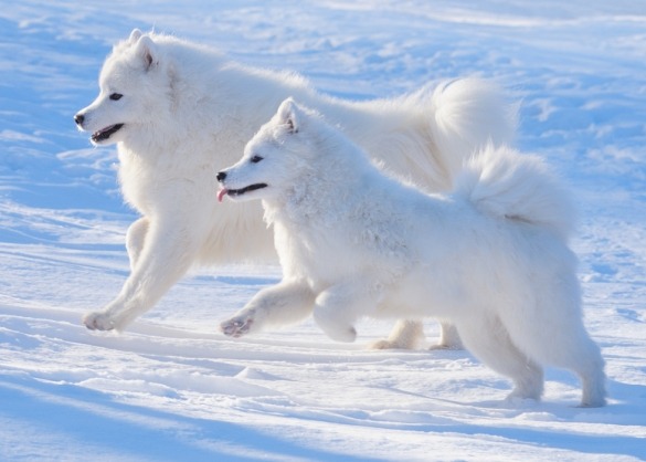 Twee samojeden rennen door de sneeuw