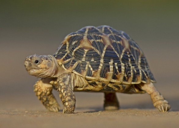 Indische sterschildpad
