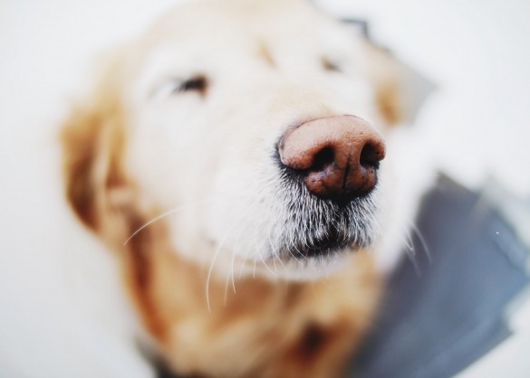 Is een neusafdruk van een hond even uniek als een vingerafdruk? 