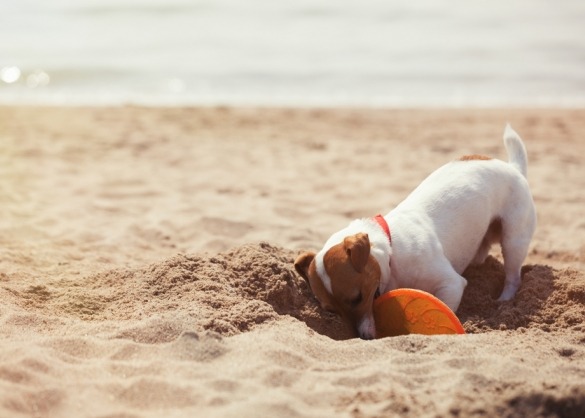 Jack Russell begraaft speelgoed op het strand