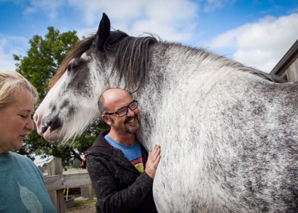 Jersey het Shire paard wordt geknuffeld door mensen 