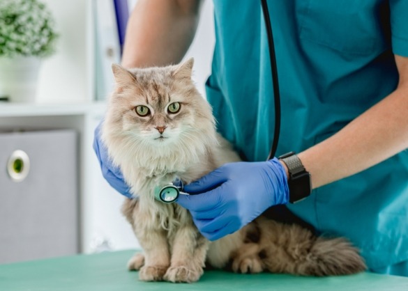 Halflangharige kat, dierenarts onderzoekt haar met stethoscoop
