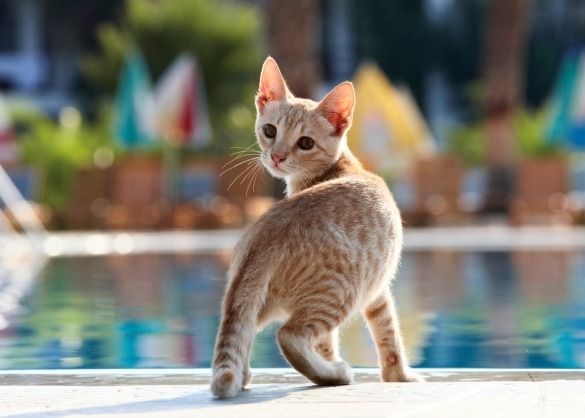 Jonge kat zit aan rand van het zwembad 