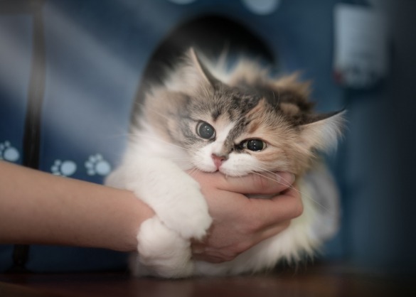 Kat bijt in hand