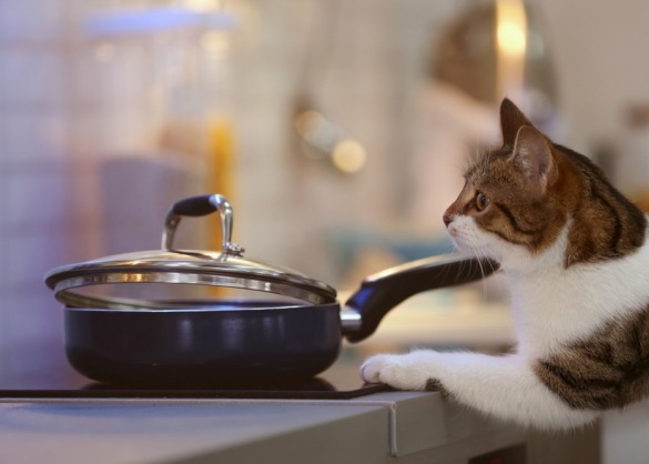 Kat reikt met pootje naar pan op fornuis 