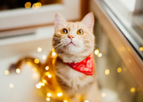 Kat met kerstlichtjes 