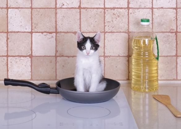 Kat zit in pan op fornuis