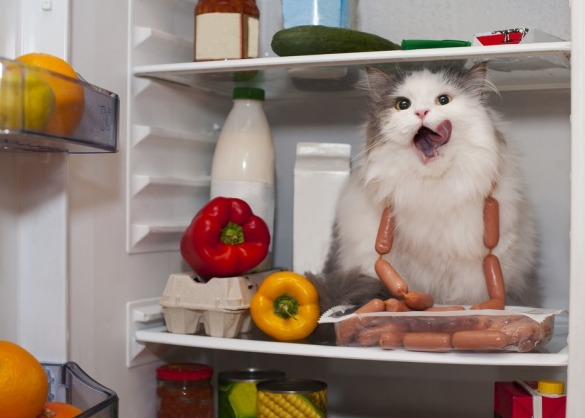 Kat zit in koelkast worst te eten 