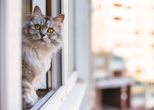 Kat zit in open raam
