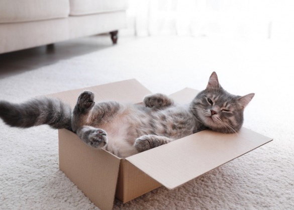 Kat ligt in kartonnen doos op haar rug 