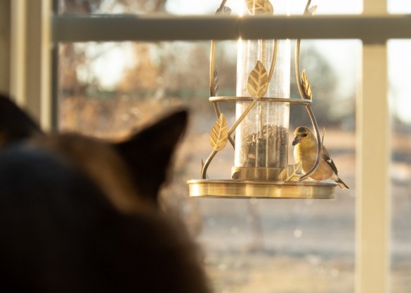 Kat kijkt van binnen door het raam naar een vogel op een voederplankje