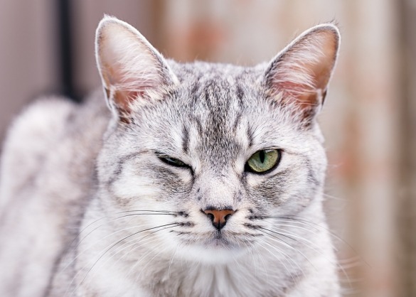 Zilvergrijze tabby kat knippert met één oog