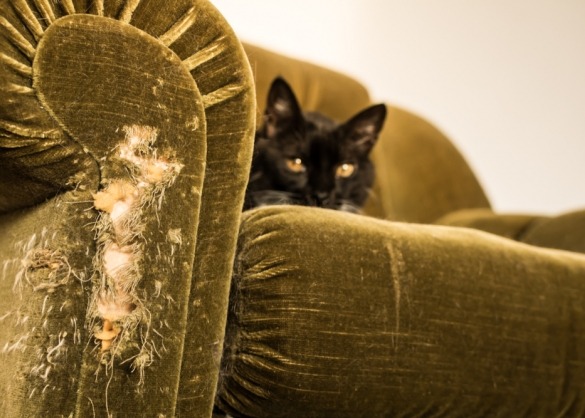 Kat ligt op beschadigde vintage zetel