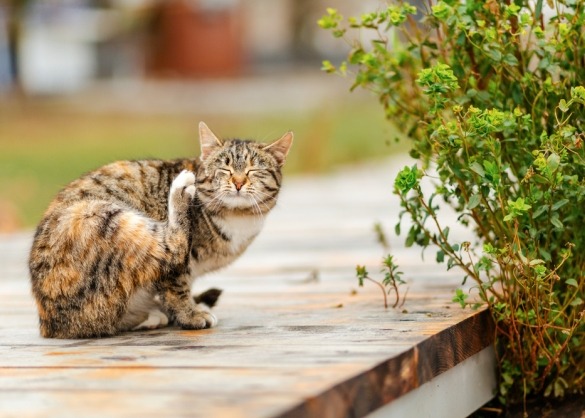 Bruine getijgerde kat krabt zichzelf met achterpoot op houten terras