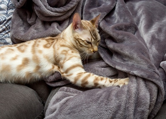 Bengaalse kat trappelt op een dekentje