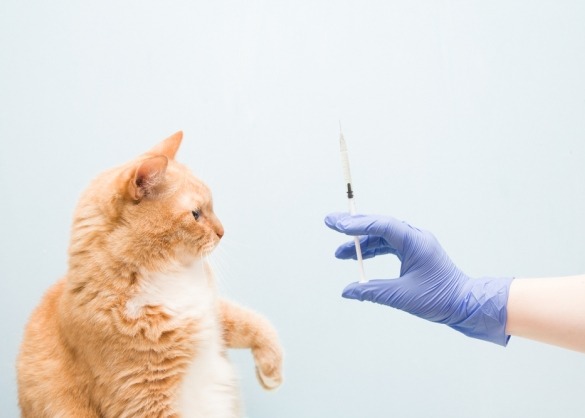 Rosse kitten kijkt naar gehandschoende hand met injectiespuit