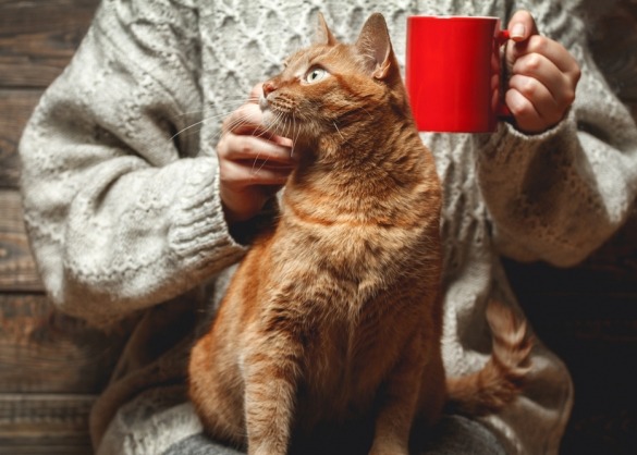 Kat op schoot van vrouw met beker koffie
