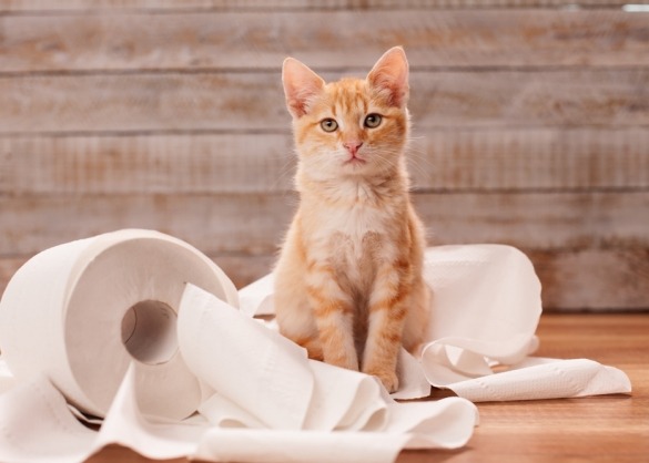 Rosse kat met afgerolde rol toiletpapier