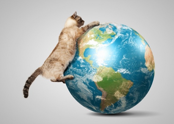 Kat hangt aan grote wereldbol