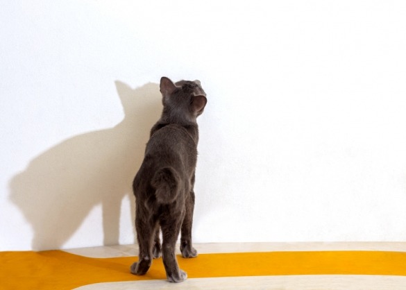 Kat staart naar witte muur en haar schaduw