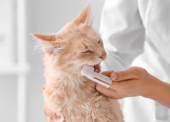 Tanden van rosse kat worden gepoetst met speciale tandenborstel over de wijsvinger geschoven 
