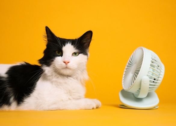 Zwart-witte kat voor ventilator met gele achtergrond