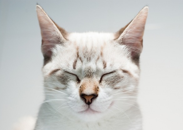 Witte kat met gesloten ogen